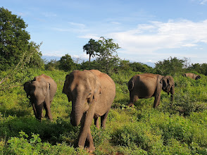 Wild Asian Elephants in Udawalawe National Park